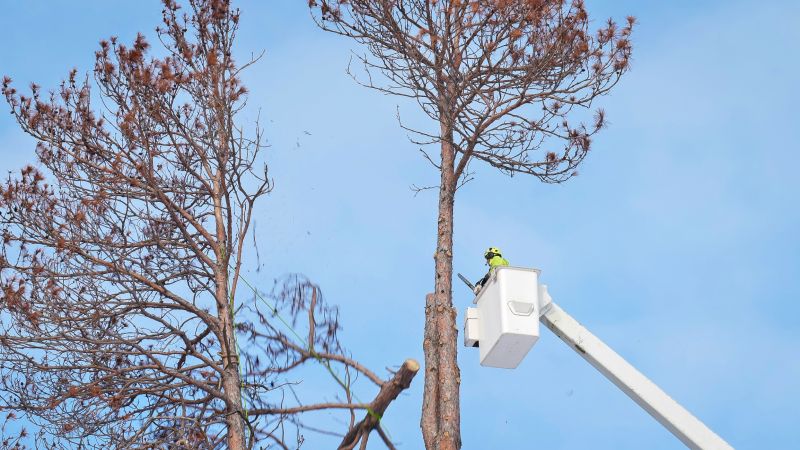 Commercial Tree Removal in Allentown, PA